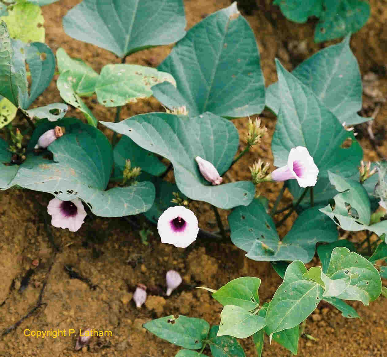 معرفی و راهنمای پرورش سبزی جات غیر برگی - سیب زمینی شیرین